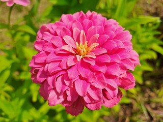 Fototapeta premium pink dahlia flower in garden