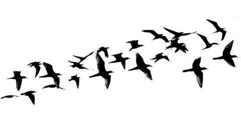 Fototapeta premium Silhouette Of Flock Of Birds Isolated On Transparent Background