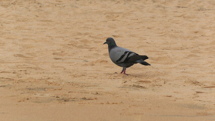 A lonely pigeon is wandering on the beach
