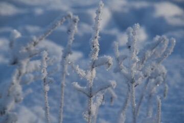 Obraz premium These plants in nature are covered with snow in sunny early winter day.
