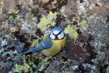 Obraz premium Blue tit