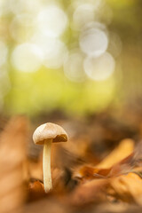 Mushroom in the forest