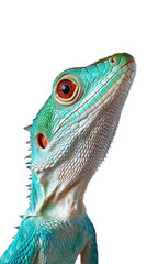 Lizard against transparent background
