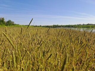 wheat field and sky