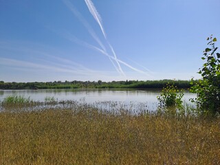 reeds on the lake