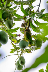 Mango eating 