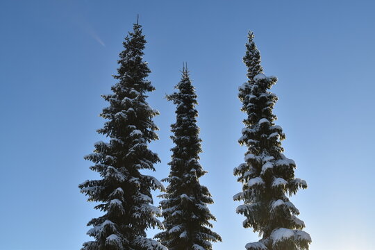 These spruces in nature are covered with snow in sunny early winter day.