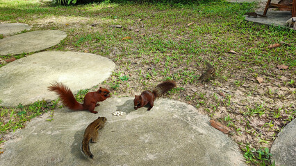 The group of red and brown squirrel eat peanut  in the garden.