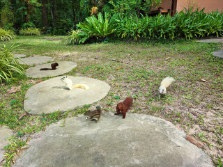 The group of squirrel eat peanut  in the garden.