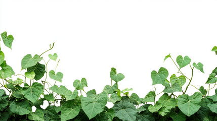 Lush green ivy vines growing against a pristine white background, showcasing natural beauty and simplicity.