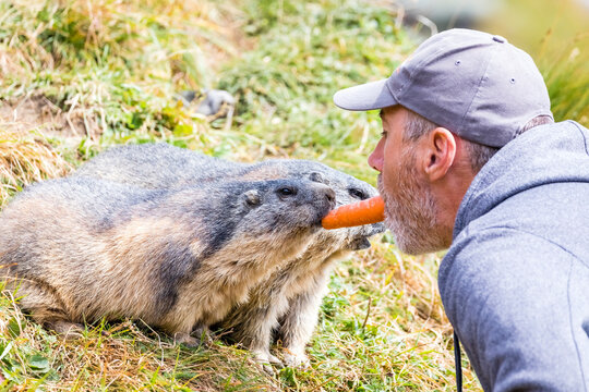 Zwei Murmeltiere / Marmota / Alpenmurmeltier auch Munggen, Murmund&auml; oder Mankei genannt - wird von einem Mann mit Bart mit einer Karotte gef&uuml;ttert