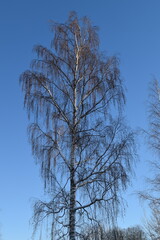 This is a birch in nature in sunny early winter day. There is snow on the branches of the tree.