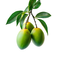 Branch of delicious ripe mango white background