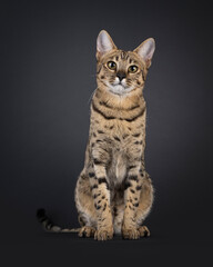 Gorgeous F7 Savannah cat, sitting up facing front. Looking attentive towards camera. Isolated on a...