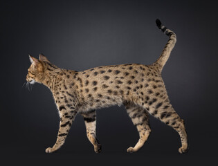 Gorgeous F7 Savannah cat, walking side ways. Looking straight ahead away from camera. Isolated on a black background.