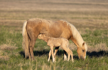 Wild Horse Mare and Foal in the Utah Desert in Springtime