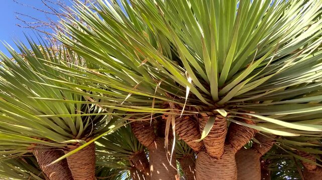 Dracaena draco or Dragon trees against blue sky in Tenerife,Canary Islands,Spain,4K video
