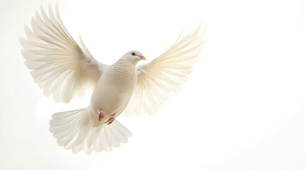 Fototapeta premium Graceful white dove with outstretched wings soaring through the sky, symbolizing peace and freedom in an ethereal, sunlit setting.