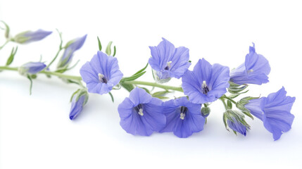 Delicate blue flax flowers on a white background, showcasing their intricate petals and vibrant colors, symbolizing tranquility and natural beauty.