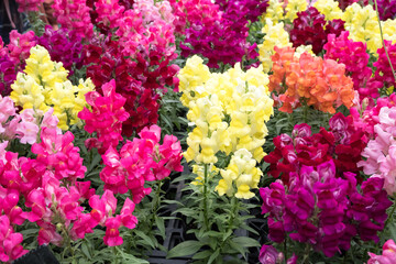 Beautiful snapdragon (Antirrhimum majus) flowers.
