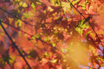 京都の常照寺の美しい紅葉
