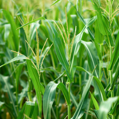 Obraz premium Green corn agriculture field