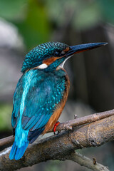 Kingfishers by the water
