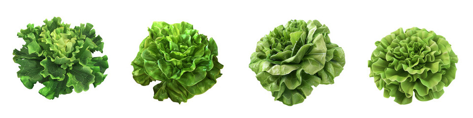 Assorted fresh green lettuce heads, showcasing vibrant colors and textures, perfect for healthy recipes and organic food concepts.