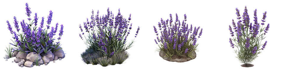 Naklejka premium A vibrant display of lavender plants showcasing their exquisite purple blooms and lush green foliage, perfect for gardens or landscapes.