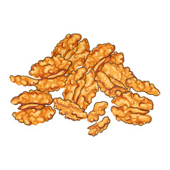Handful of Walnuts Colorful Illustration