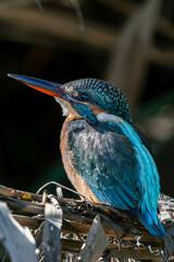 Kingfishers basking in the morning sun