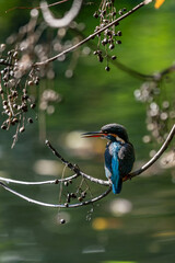 Kingfishers basking in the morning sun