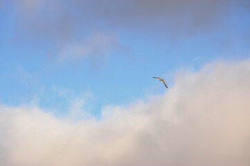 A small, colorful bird is soaring gracefully through a cloudy blue sky