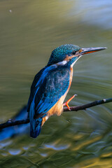 Kingfishers basking in the morning sun