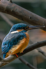 Kingfishers basking in the morning sun