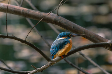 Kingfishers basking in the morning sun