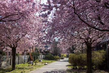 Cherry blossom in spring in Germany