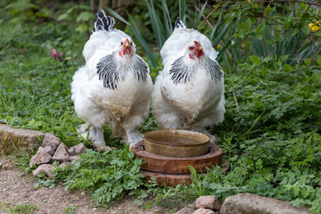 Brahma chickens make a zoo unsafe