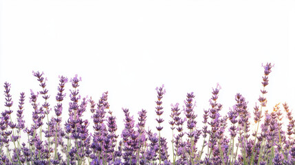 Obraz premium A field of vibrant lavender flowers reaching towards the sky, set against a clean, bright white background.