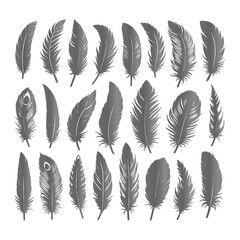 A shilhoutte feather vector design with white background