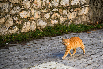 Streunende Katze läuft auf der Straße.