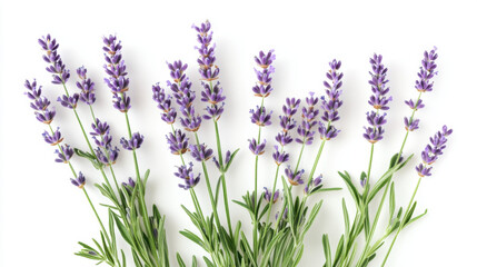 Naklejka premium Elegant lavender stems with delicate purple blossoms and fresh green leaves against a white background.