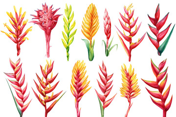 Large set tropical flowers isolated hand-painted watercolor, vibrant botanical illustration for design, bromelia print