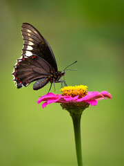 Obraz premium Close-Up Macro of a Black Butterfly Perched on a Vibrant Pink Flower with Soft Out of Focus Bokeh Green Background in a Garden 