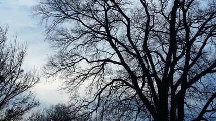 The bare branches trees view with the blue sky as background in winter
