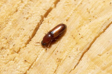 Depressed Flour Beetle on Wooden Texture, Palorus subdepressus Tenebrionidae Darkling beetles