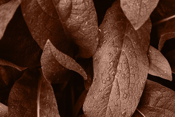 Color of the Year 2025 Mocha Mousse color. Chocolate or Brown Background