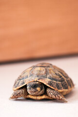 Bébé tortue terrestre sur le sol intérieur d'une maison