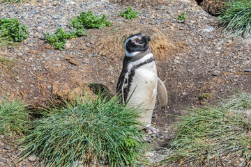 Penguins colony with nests on isla Martillo island in Argentina, near Ushuaia. Magellan penguin...