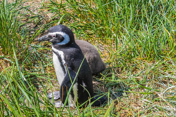 Fototapeta premium Penguins colony with nests on isla Martillo island in Argentina, near Ushuaia. Magellan penguin group of aquatic flightless birds from the family Spheniscidae of the order Sphenisciformes